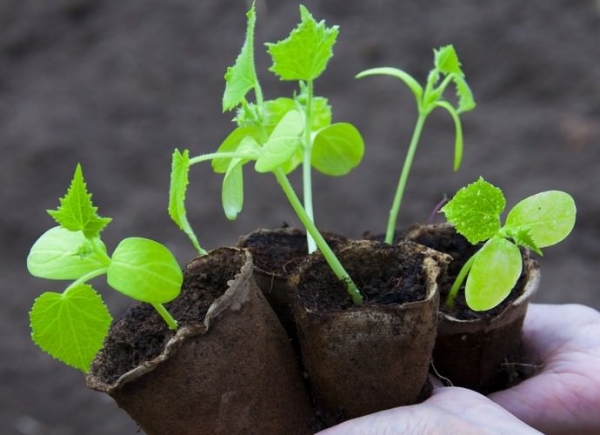  Puedes cultivar pepinos tanto de forma simiente como rassadny.