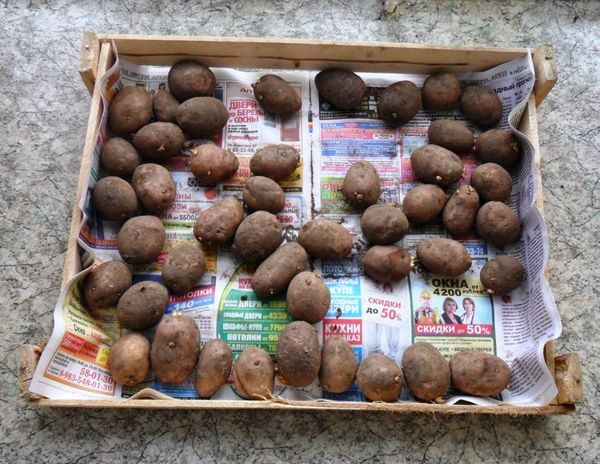  pommes de terre dans un tiroir