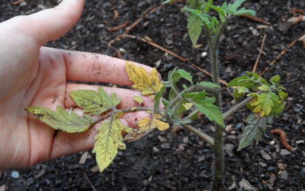  ¿Por qué las hojas de las plántulas de tomate se vuelven amarillas?