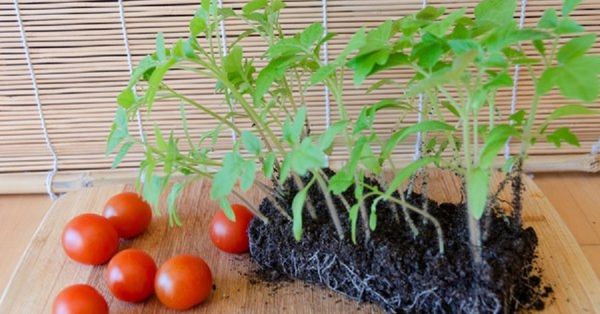  Si las raíces de las plántulas están muy cerca, el tomate puede enfermarse.