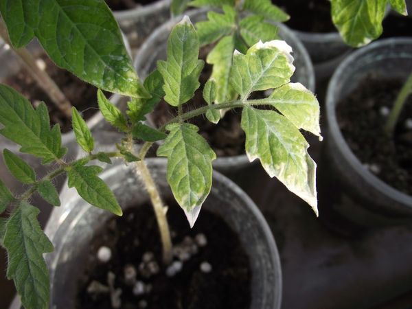  Tomate plántula quemadura solar