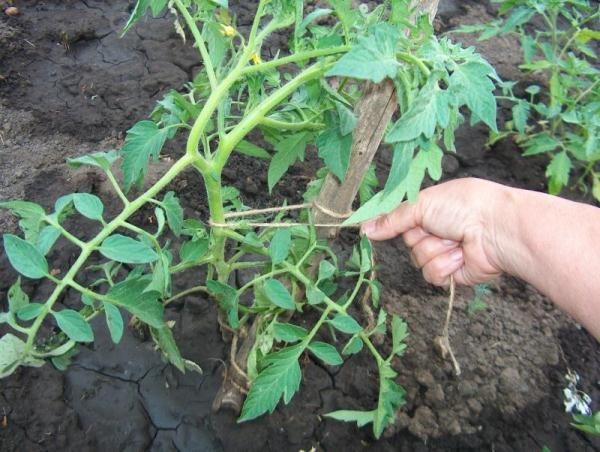  Rosmarin-Tomatensträucher sind groß, daher brauchen Strumpfbänder