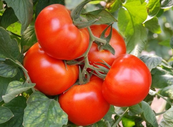  Marché miracle tomate