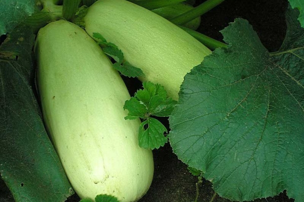  Variedades de calabacín Gribovsky: descripción, plantación y cuidado