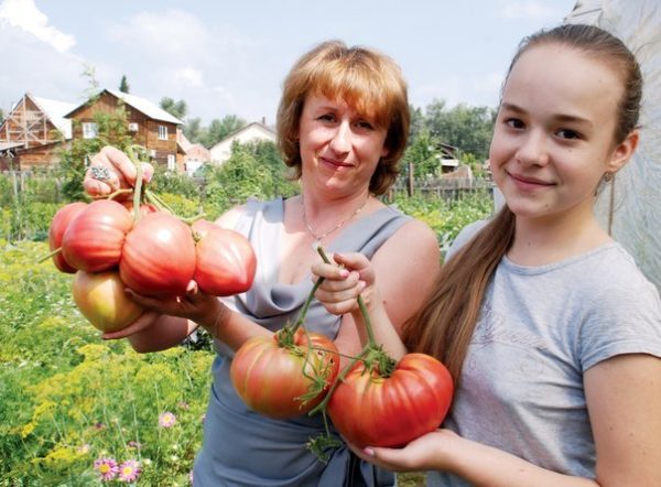  Die Größe des Fruchtkuhherzens