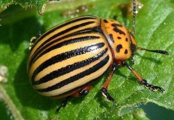  Les jeunes plants de poupée de tomate peuvent être attaqués par le doryphore de la pomme de terre