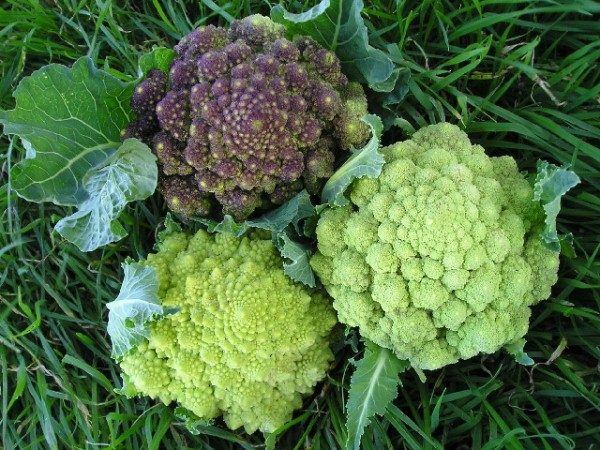  Una buena cosecha de repollo Romanesco se puede obtener en suelos con un ambiente alcalino.