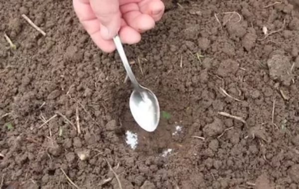  Los fertilizantes se agregan antes de plantar las plántulas de repollo.