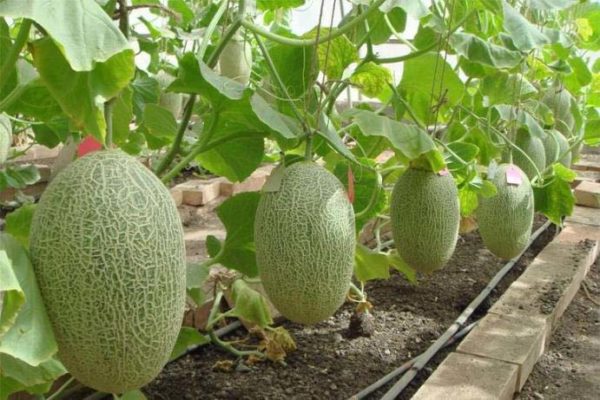  Melones maduros listos para cosechar