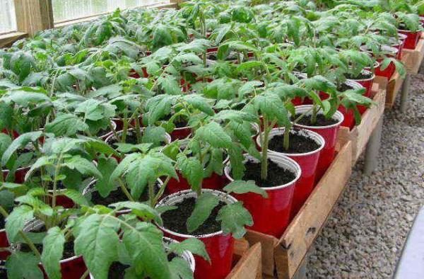  Le repiquage des plants de rapunzel de tomates en pleine terre est effectué lorsque le risque de gelée passe