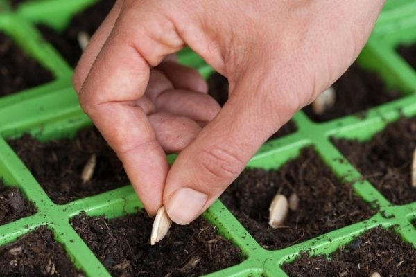  Las semillas para las plantas de semillero se plantan en macetas de turba en los últimos días de abril