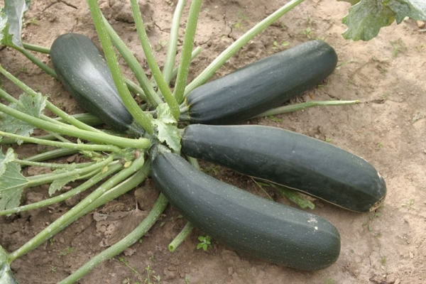  Descripción y características de un apuesto calabacín negro.