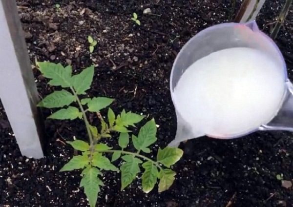  Um den Ertrag von Tomaten zu steigern, müssen Pflanzen mit organischen und mineralischen Düngern gefüttert werden.