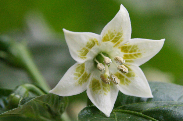  Flor De Pimienta Decorativa