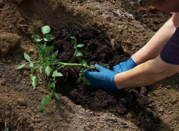  Il n’est pas nécessaire d’approfondir les semis de tomate, le col basal ne peut pas être approfondi plus de 3 cm