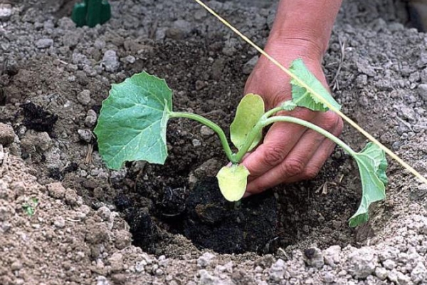  Las plántulas se plantan en terreno abierto a mediados de mayo.