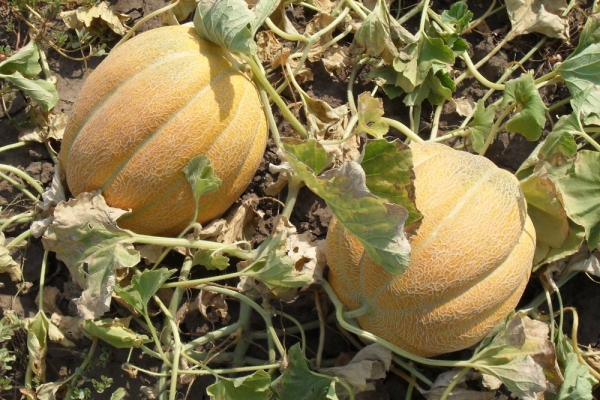  Descripción y características de la variedad de melón Ethiopka, siembra, cultivo y cuidado.