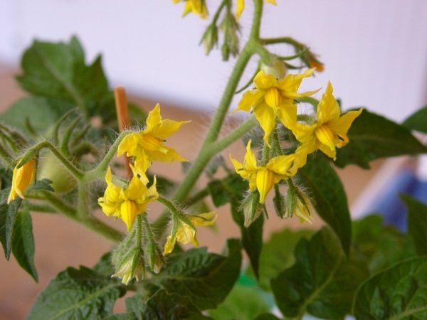  L'aération aidera à améliorer la capacité d'une tomate à s'auto-polliniser