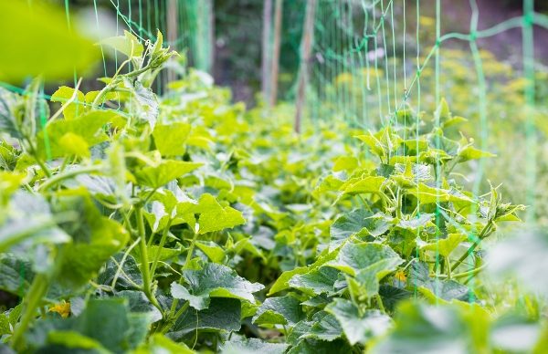  Después de que los brotes de pepinos ganen unos 15 cm de altura, debes comenzar a unir los pétalos superiores a la línea inferior de la cuadrícula con tus propias manos.