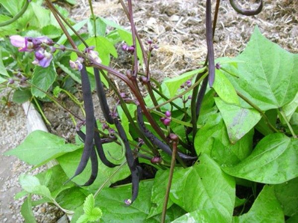  En cantidades industriales, estos frijoles negros se cultivan en los Estados Unidos y China.