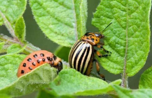  Escarabajo colorado y larva