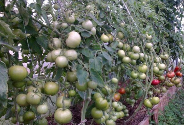  Arbustes à la tomate rose Bush Bush