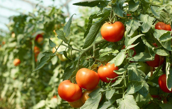  Poupée tomates