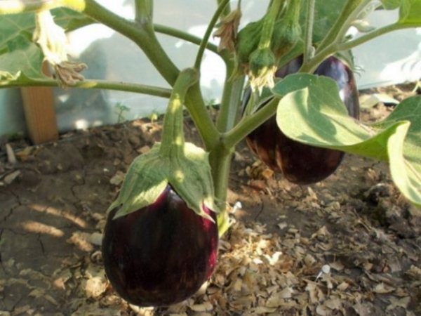  Es mejor cortar los frutos de las berenjenas con tijeras o un cuchillo, dejando parte del tallo de 4-5 cm de largo