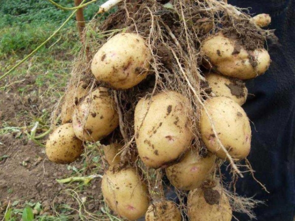  Il se caractérise par un rendement élevé, vous pouvez obtenir environ une douzaine de tubercules moyens et gros à partir d’un seul buisson.