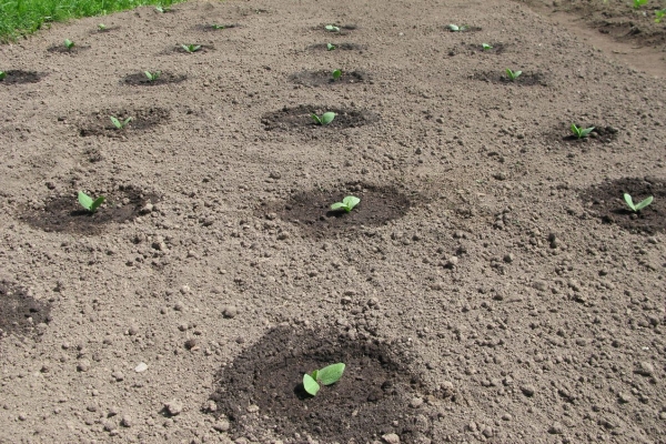  Las calabazas se pueden cultivar en cinta o de forma anidada.