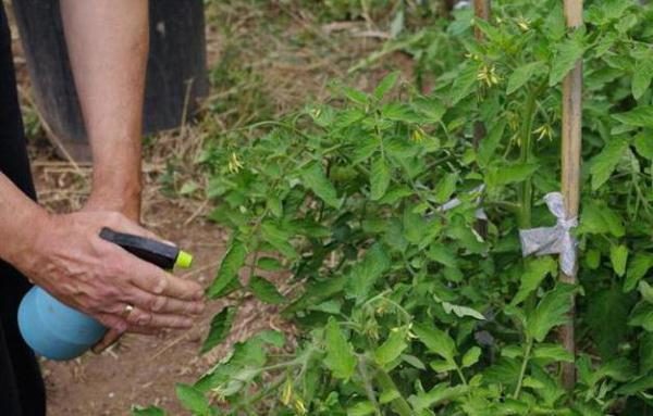  Les plantes sont résistantes aux maladies, mais pour les prévenir, il est nécessaire de pulvériser des fongicides.