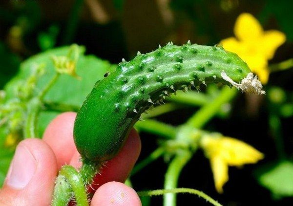  Un signo de falta de fertilizante es la forma de gancho de los pepinos.