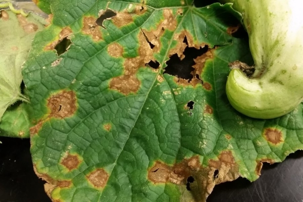  Antracnosis sobre hojas de calabacín