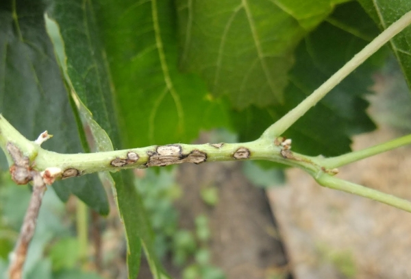  Mancha de oliva en melon