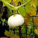  Variedades de calabaza pequeña.