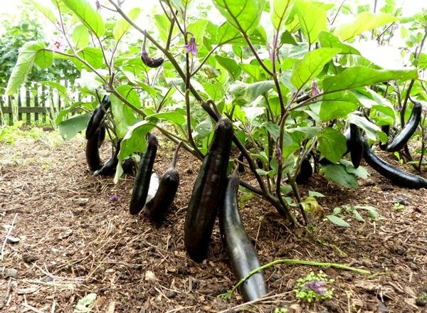  Cultivo de berenjenas en campo abierto.