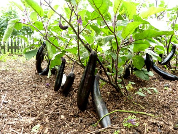  Cultivo de berenjenas en campo abierto.