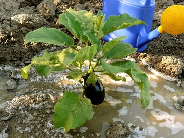  Antes de la floración, el riego se realiza con agua separada 1-2 veces a la semana.