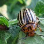  El escarabajo de patata de Colorado es la plaga más peligrosa de las berenjenas