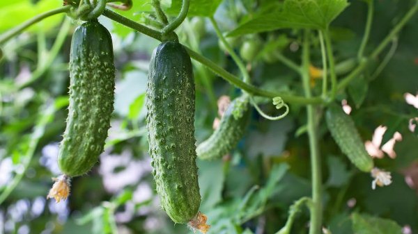  Causas de la amargura en los pepinos.