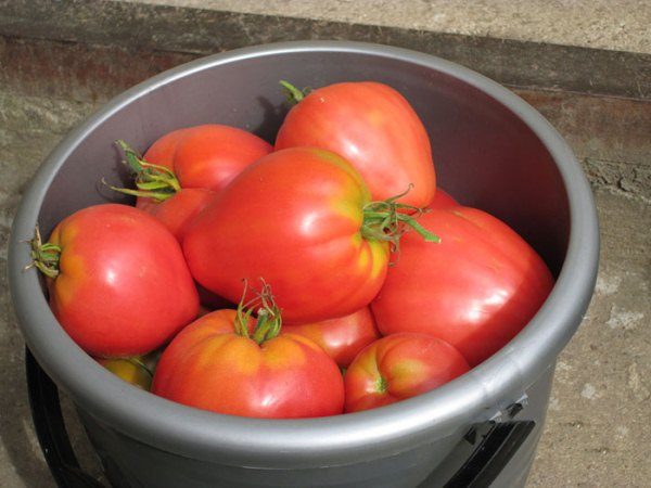  La récolte de tomates Mazarini se fait tout au long de la saison à mesure que le fruit mûrit