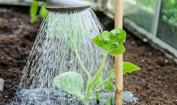  Riego de plántulas de melón recién plantadas