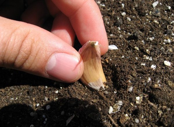  Siembra de primavera de ajo en Siberia