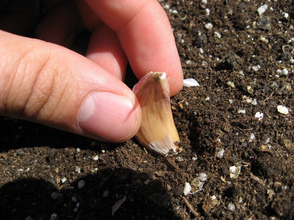  Siembra de primavera de ajo en Siberia