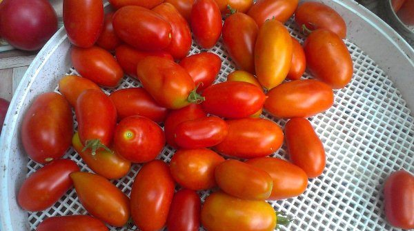  En raison de la consistance dense du fruit de la tomate banane, la conservation est excellente et longue