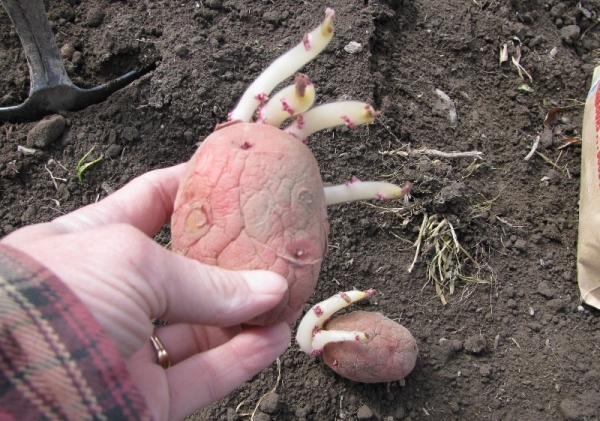  Deux semaines avant la plantation, faire germer les tubercules, la distance entre les trous doit être d’au moins 35 cm.