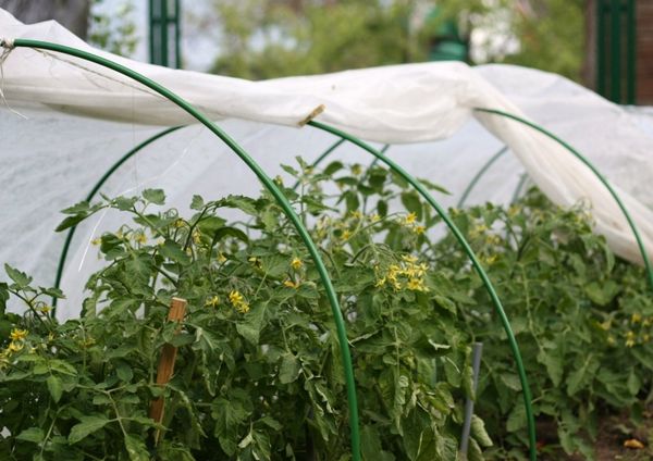  Lorsqu'il est cultivé dans les régions du nord, il est nécessaire de faire une serre