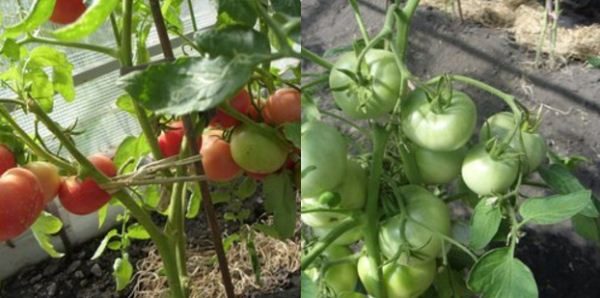  Tomato Doll convient à la culture en serre et en plein champ