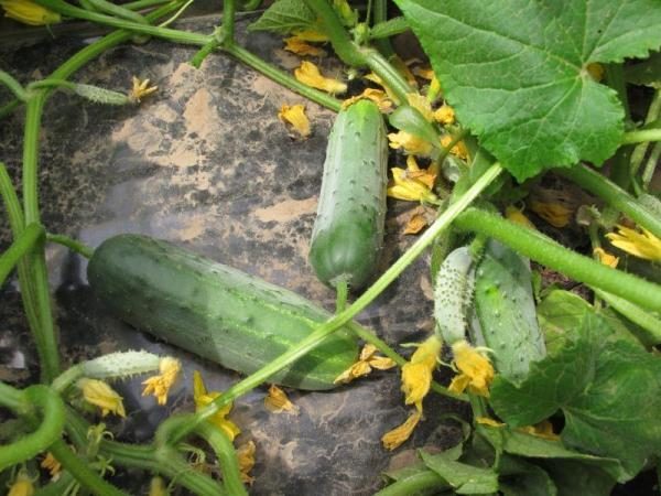  Regalo de arbusto de pepino