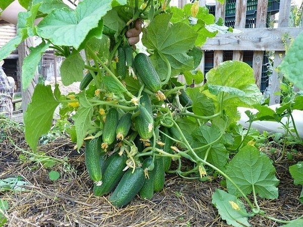  Variedad de pepinos Kustovoy